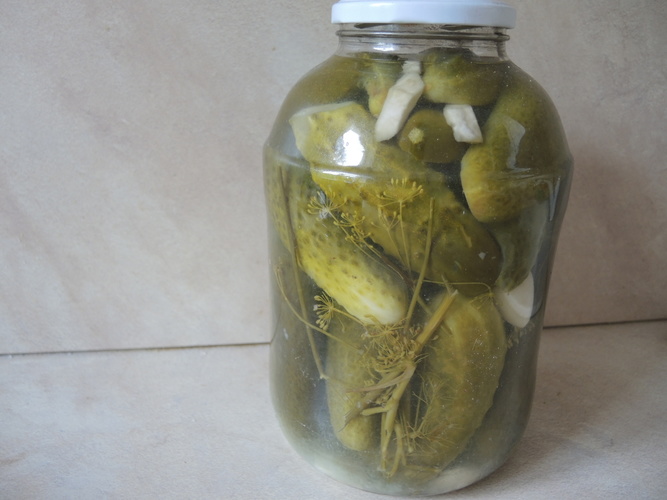 Greito_raugimo_agurkai